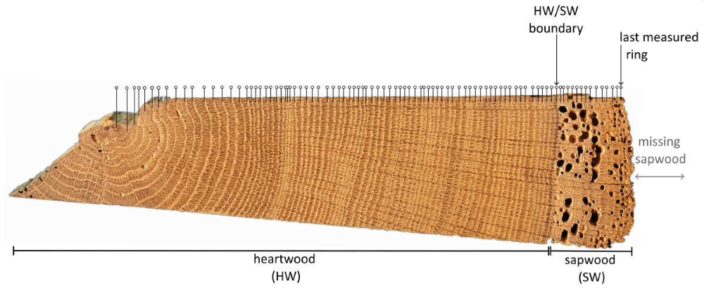 Fig. 1: A cross-section of a historical timber from a medieval roof construction. All ring boundaries are marked, as well as the heartwood and the partially preserved sapwood.