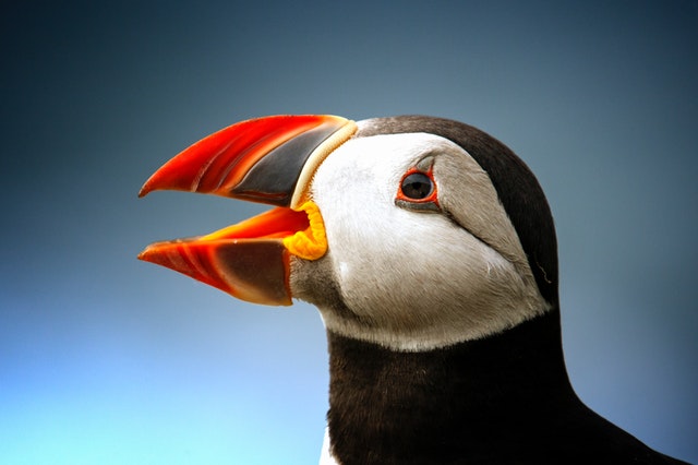 Atlantic puffin close up, by user john-289283 from pexels.com