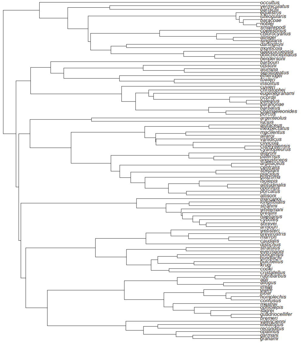 Phylogenetic tree from Patton et al. (2021) trimmed to include only anoles found on islands in the Caribbean.