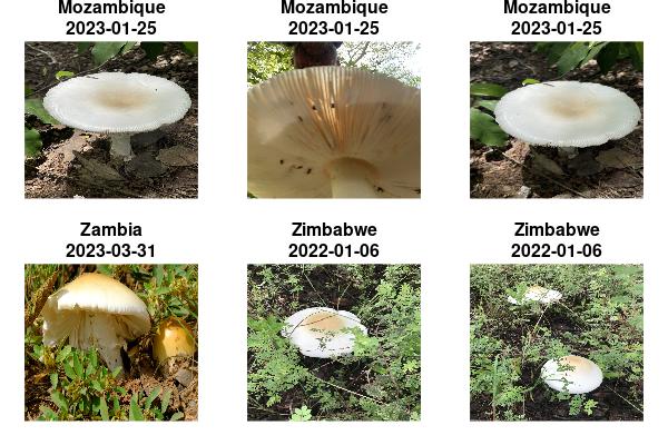 Example images obtain from a query of Amanita zambiana